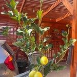 Citrus × limon Hoja