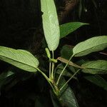 Anthurium microspadix List