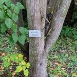 Acer davidii Écorce