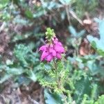 Erica ciliaris Blüte