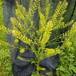 Lepidium ruderale Плід