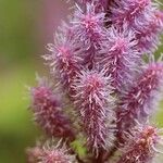 Astilbe rubra Blomst