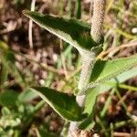 Campanula cervicaria Feuille