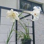 Lilium formosanum Blatt