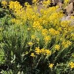 Descurainia bourgaeana Flor