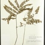 Adiantum terminatum Лист