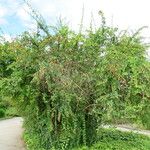 Berberis heteropoda Habit