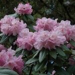 Rhododendron balfourianum Λουλούδι