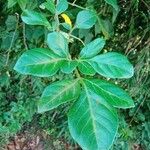 Paullinia pinnata Leaf