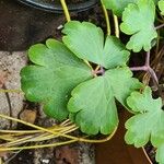 Aquilegia vulgarisLeaf