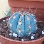 Melocactus azureus Φύλλο