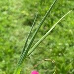 Lathyrus nissolia Blatt