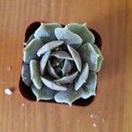 Echeveria lilacina Folio