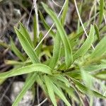 Inula ensifolia Hoja