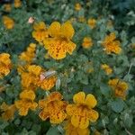 Erythranthe guttata Flower