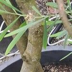 Acacia neriifolia Bark