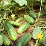 Cucumis sativus Blad