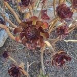 Aeonium arboreumBlodyn