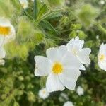 Cistus monspeliensis ফুল