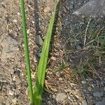 Bromus sterilis Lapas