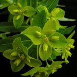 Euphorbia sikkimensis Buveinė