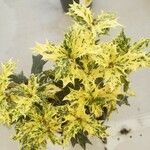 Osmanthus heterophyllus برگ