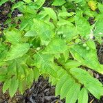 Solanum melongena Агульны выгляд