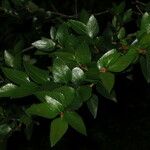 Nothofagus nitida その他の提案