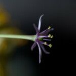 Allium schubertii Flower