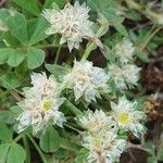 Paronychia argentea Flower