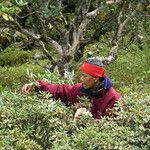 Rhododendron anthopogon Arall