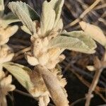 Leucas tomentosa Fruto