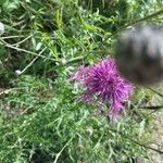 Centaurea stoebeFlors