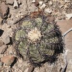 Echinocactus horizonthalonius Habitus