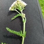 Achillea millefolium花