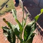 Spathiphyllum cannifolium Levél