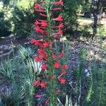 Ipomopsis rubra Flower