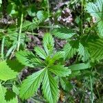 Potentilla simplex Feuille