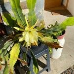 Epiphyllum oxypetalumFlor