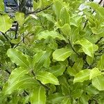 Pittosporum tenuifolium Fuelha