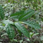 Dichostemma glaucescens Leaf