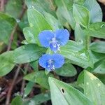 Commelina diffusaFlower