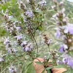 Pseudocaryopteris bicolor Flor