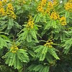 Senna spectabilis List