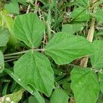 Macroptilium atropurpureum Leaf