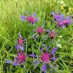 Centaurea montana Flower