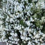 Antirrhinum molle Hábito