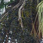 Livistona australis Mbuma