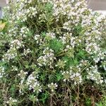 Thymus vulgaris Other