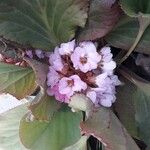 Bergenia crassifolia 花